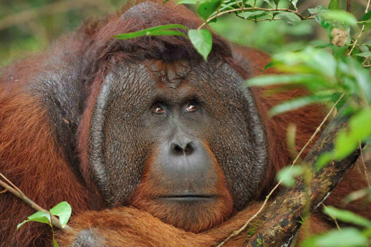 Orangutans of Borneo